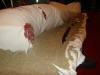 DSC03587.JPG (35758 bytes)